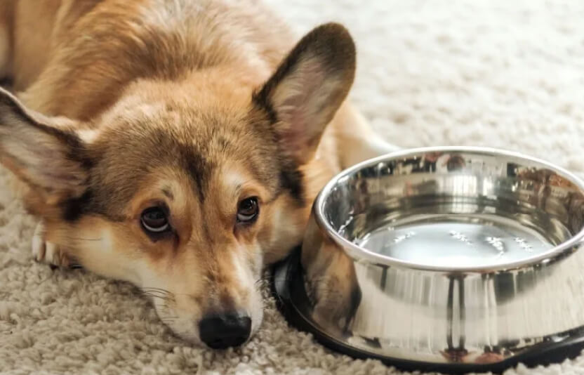 грустная собака с пустой миской